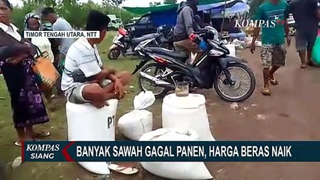 Banyak Sawah Gagal Panen, Harga Beras di NTT Merangkak Naik!
