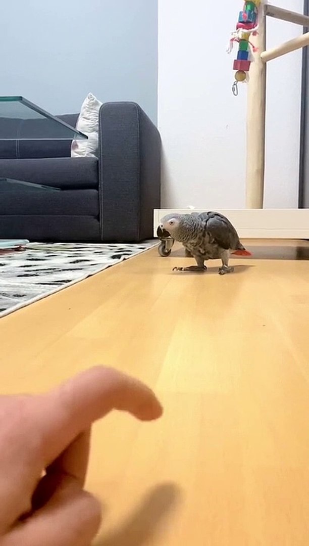 Funny animals! funny animals short video