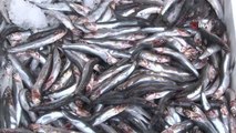 (İSTANBUL)Tezgahın en ucuz balığı kilosu 60 TL'den satılan hamsi oldu