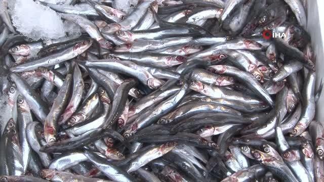 (İSTANBUL)Tezgahın en ucuz balığı kilosu 60 TL'den satılan hamsi oldu