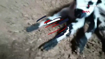 6 bacaklı kuzuyu görenler şaşkına döndü!