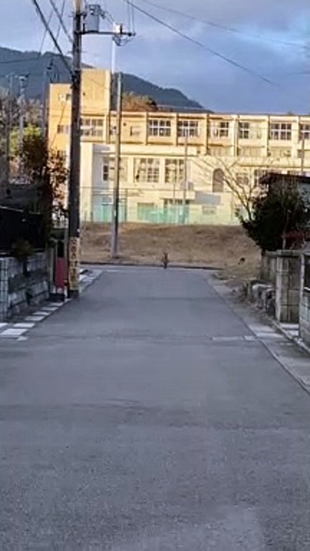 Funny animals! funny animals short video