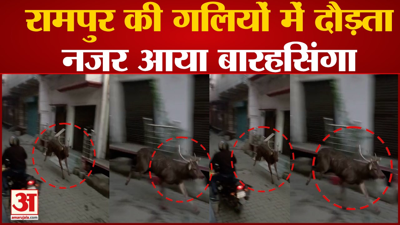Rampur News : जेल रोड पर दिखाई दिया बारहसिंगा, वीडियो हो रहा है वायरल, तलाश में वन विभाग की टीम