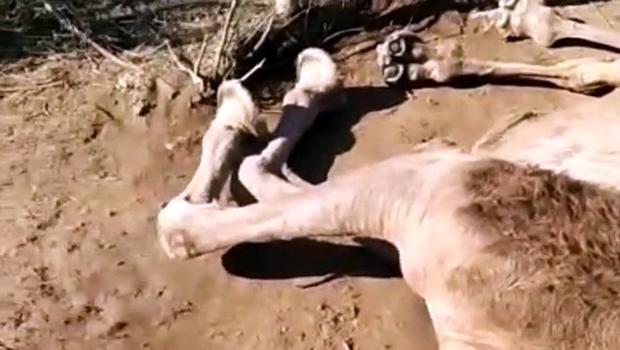 अज्ञात बीमारी से लगातार मौत के मुंह में समा रहे...