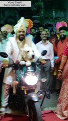 नवरीलाही हेवा वाटेल असा हा नवऱ्याचा खास मित्र.. रॉयल एन्ट्री पाहा..