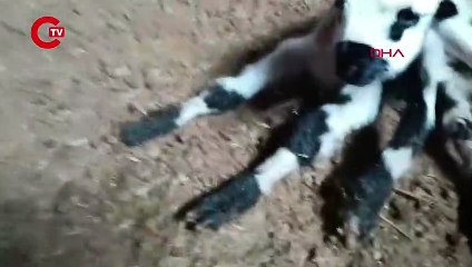 Görenler şaşkına döndü: Kuzu 6 bacaklı doğdu