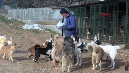 'GÖZYAŞI ÇİFTLİĞİ' CAN DOSTLARA YUVA OLDU