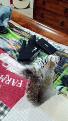 Beurre l'écureuil aide à plier le linge - Buzz Buddy