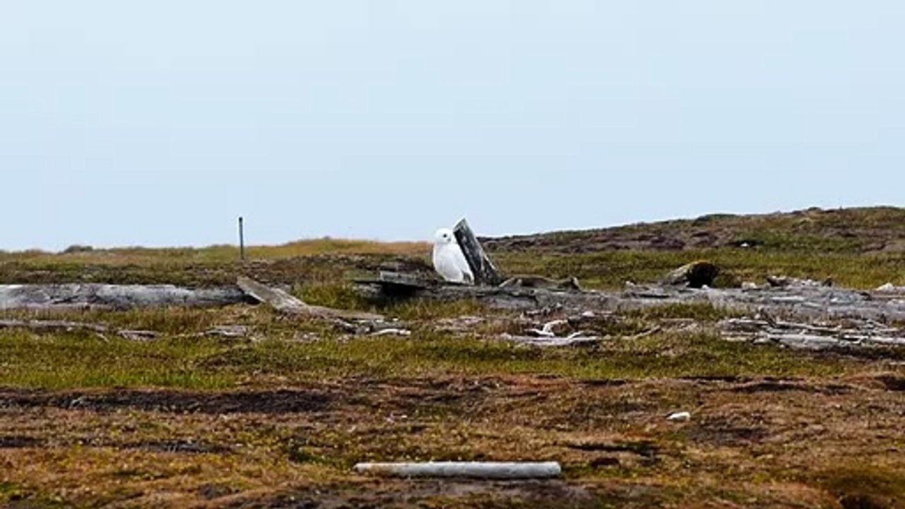 Affrontement entre le renard arctique et le harfang des neiges - Buzz Buddy