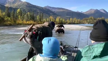 Poursuivi par des ours en Alaska - Buzz Buddy