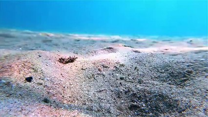 Un poisson mignon joue dans le sable de l'océan - Buzz Buddy