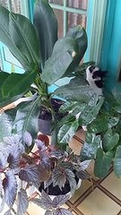 Le chat de Zorro évite les inondations - Buzz Buddy