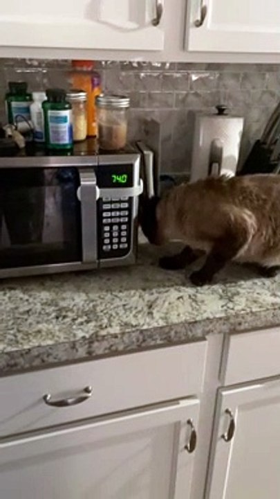 Le chat n'est pas content de la sécurité parentale - Buzz Buddy