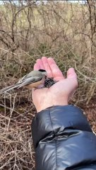 De beaux oiseaux se lient d'amitié avec des passants - Buzz Buddy