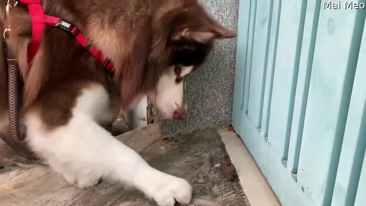 Un chien essaie de se lier d'amitié avec un oiseau - Buzz Buddy
