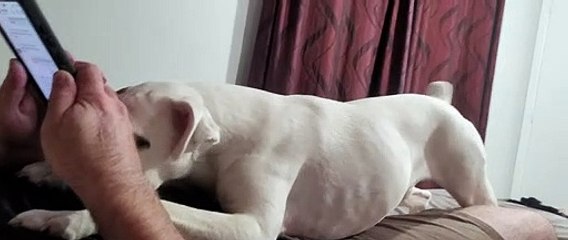 Pixie a besoin de câlins avant de se coucher - Buzz Buddy