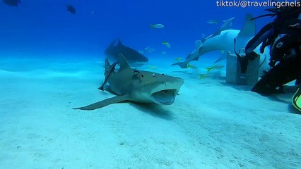 Remora nettoie les dents du requin citron - Buzz Buddy