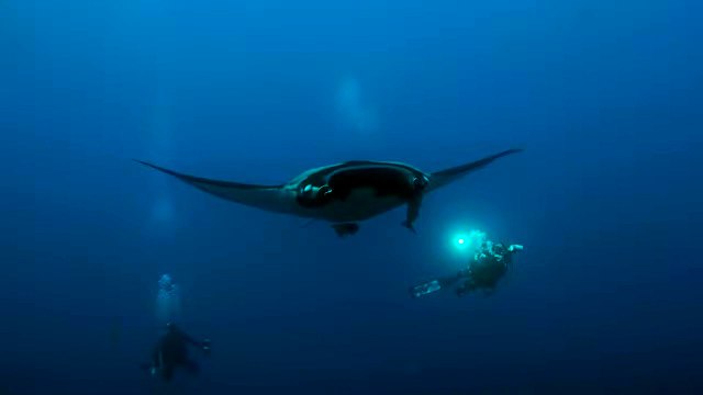 Des plongeurs nagent avec des raies manta au Mexique - Buzz Buddy