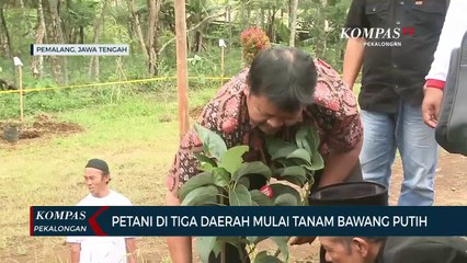 Petani di Tiga Daerah Mulai Tanam Bawang Putih