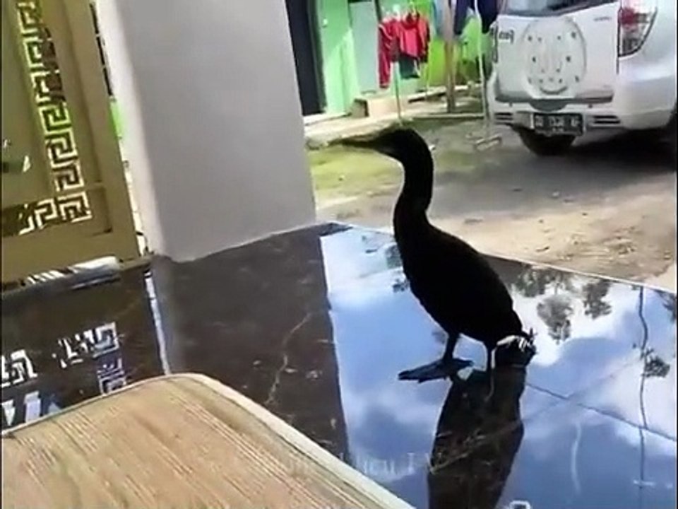 HIBURAN BUAT WARGA+62 _ KOCAK PARAH!!! (360p)