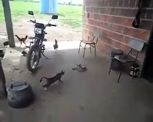 Ce chat va être traumatisé pour le restant de ses jours