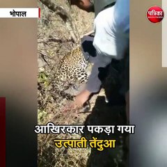 आखिरकार पकड़ा गया उत्पाती तेंदुआ