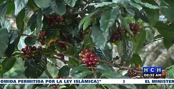 Sector cafetalero reclama que pequeños productores deben tener acceso a crédito para mejorar su producción