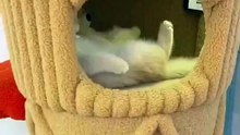 Cute and beautiful cat video / funny animals 2023