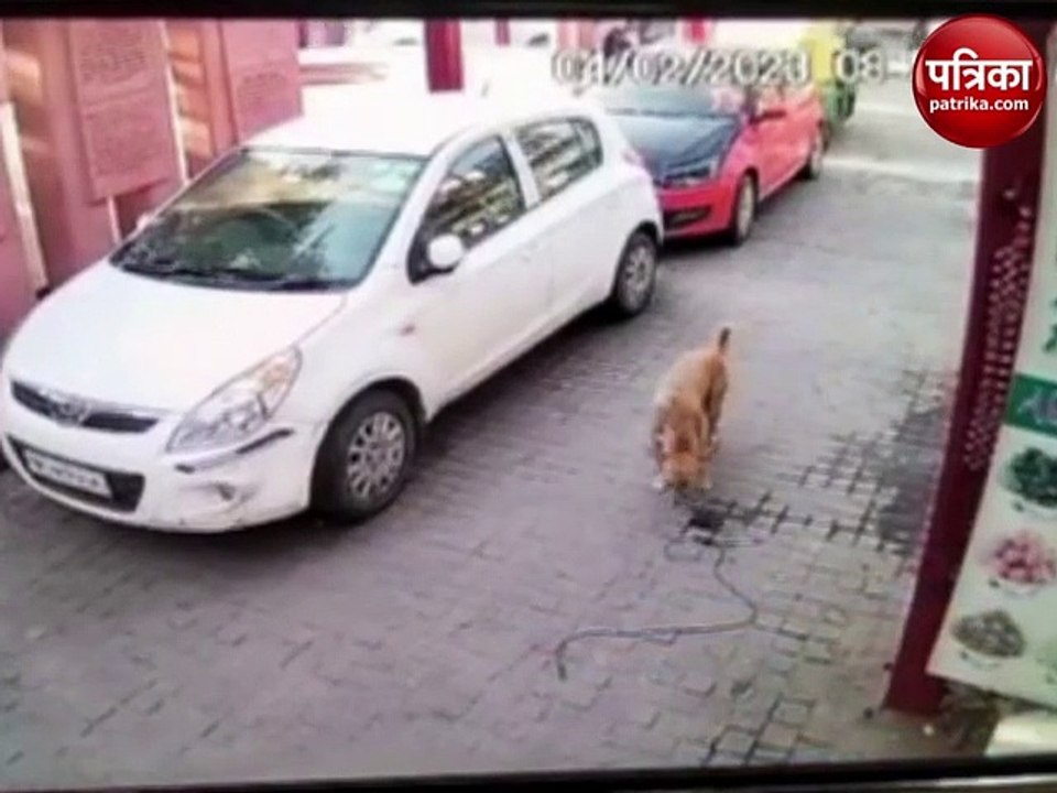 आगरा में स्पेन के पर्यटक को कुत्ते ने काटा, सेन...