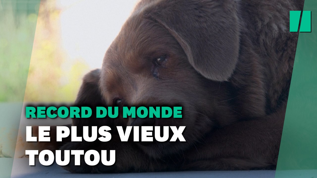 Ce chien s’appelle Bobi et c’est le plus vieux de tous les temps