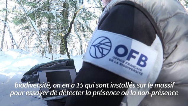 Venu d'Italie par les Alpes, le loup s'installe peu à peu en Occitanie