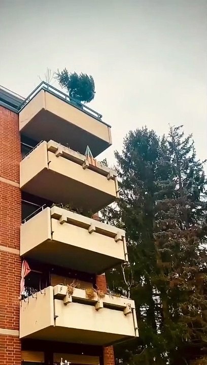 Voilà ce qu'on peut faire avec un sapin de noël après noël