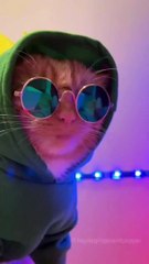 Funny cat videos | cute cats | Try not to laugh | Cat videos Compilation 2023