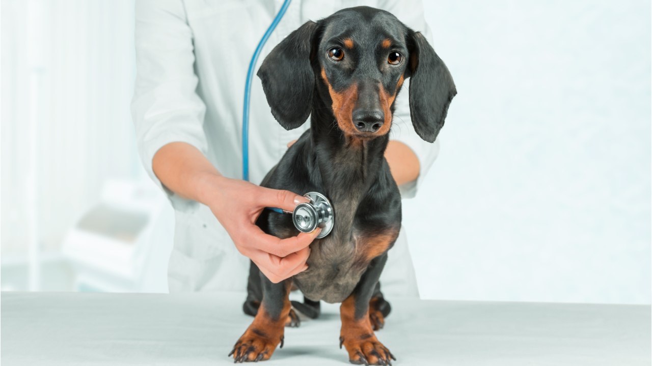 Vet’s heartbreak as an evil dog owner orders his neglected pooch to be put down