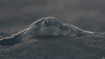 مصاعب حماية السلاحف البحرية في كوستاريكا