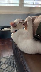 Rare Turkish Van Cat Plays with Dog