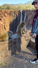 Picky Moroccan Monkeys