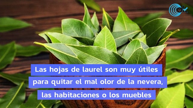 El truco del laurel para decir adiós para siempre a los malos olores en casa