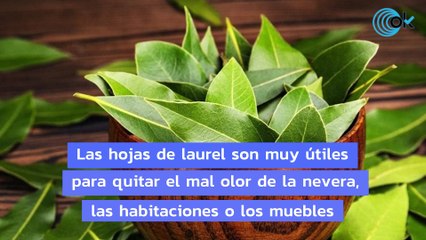 El truco del laurel para decir adiós para siempre a los malos olores en casa
