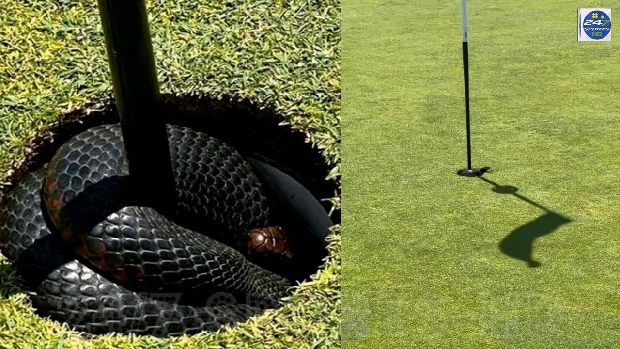 ‘Waiting for a birdie!’ – Watch shocking moment 4ft venomous snake slithers out of second hole on golf course