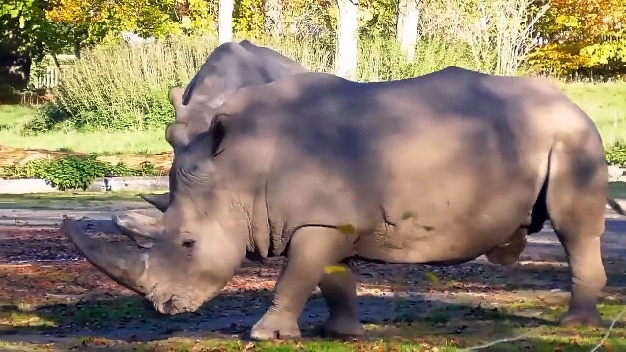 Funny animal moments like cows, dogs, cats, chickens, elephants