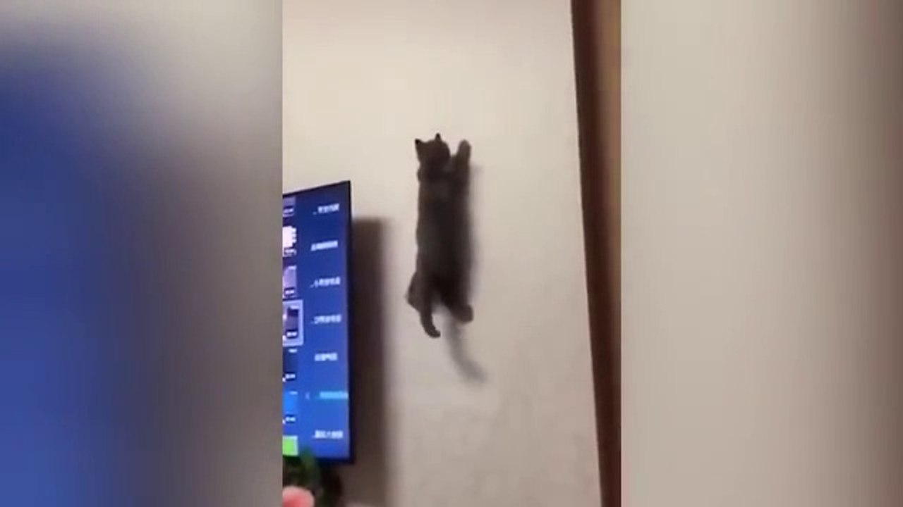 Funny Animal Videos 2023  - Funniest Cats And Dogs Video