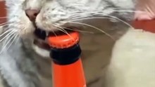 Funny cat videos | cute cats | Try not to laugh | Cat videos Compilation 2023