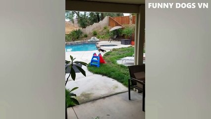 Funniest Animals Video - Funny Dogs And Cats - Try Not To Laugh Animals 2023