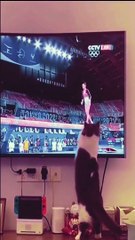 Funniest animalsIn tiktok  Funny and Fails Pets Video