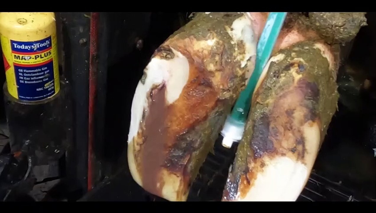 ＊BUBBLE BURSTS＊ FLUID POURS OUT of COWS HOOF!