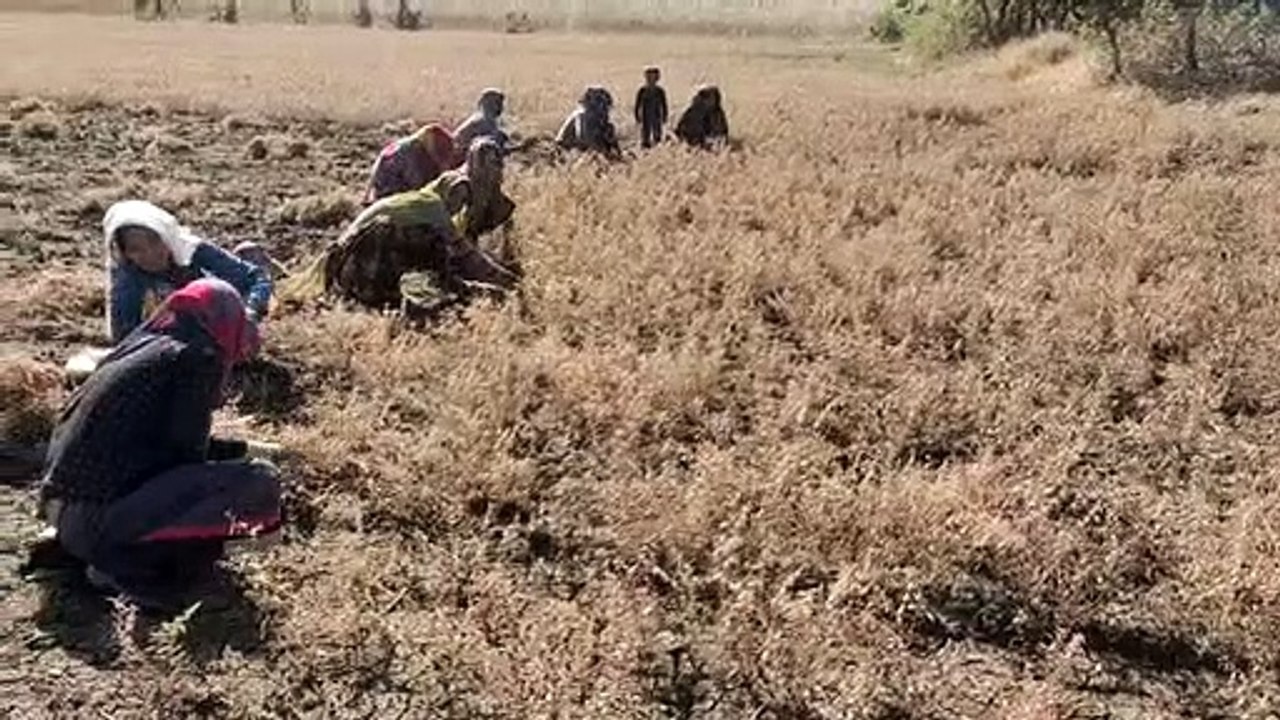 दिन का तापमान बढ़ रहा, सूखी अगेती फसलों की कटाई...