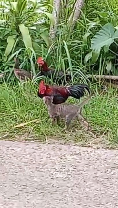 Kucing vs ayam
