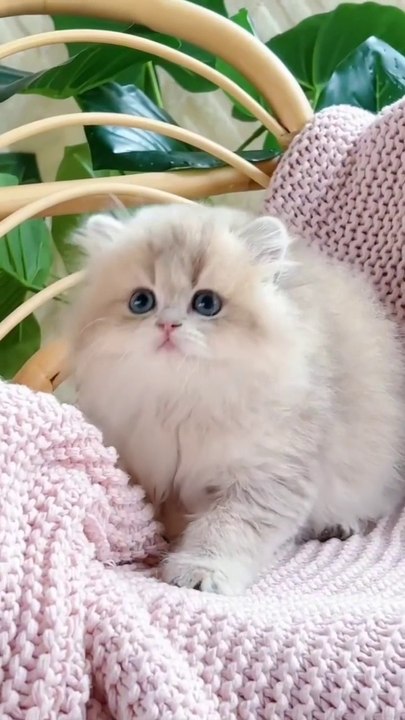 Cute little kitten