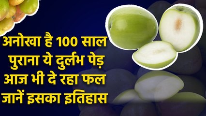 Bhopal Trilok Ber: Nature का चमत्कार Science का सवाल, 100 साल के पेड़ पर फल कैसे | वनइंडिया हिंदी